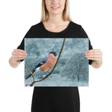 "gimpel im winter" poster 30×40 cm