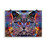 "multicolour cat" poster 50×70 cm